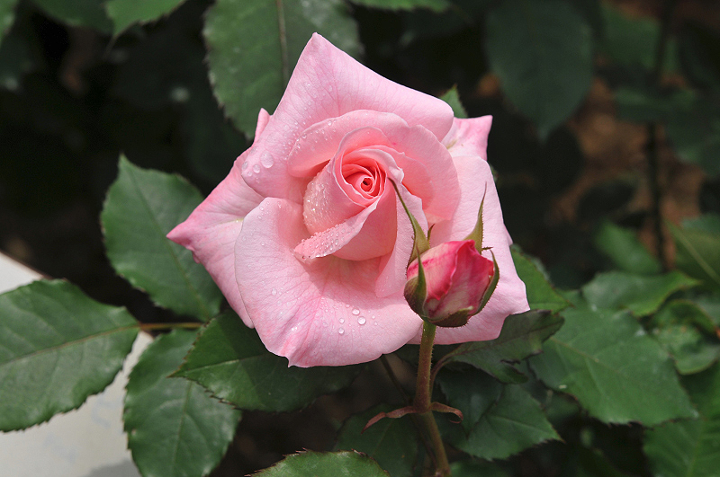 image0331