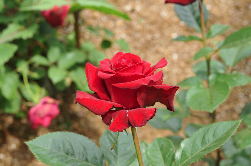 image0335