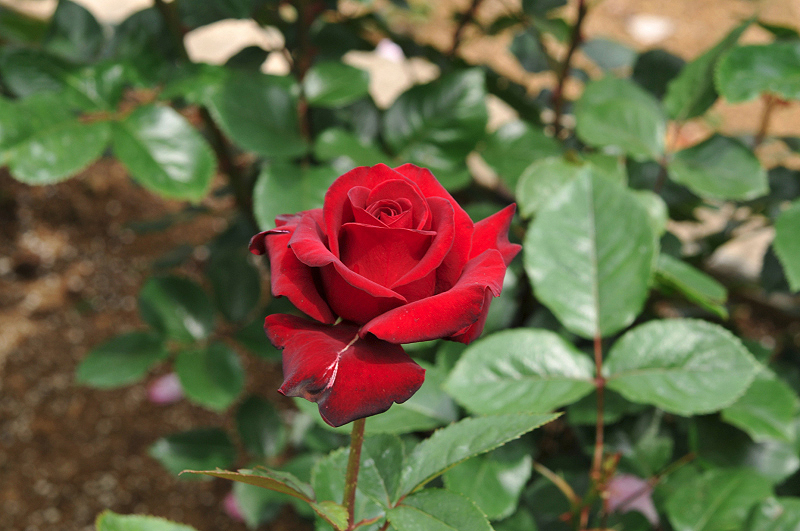 image0336