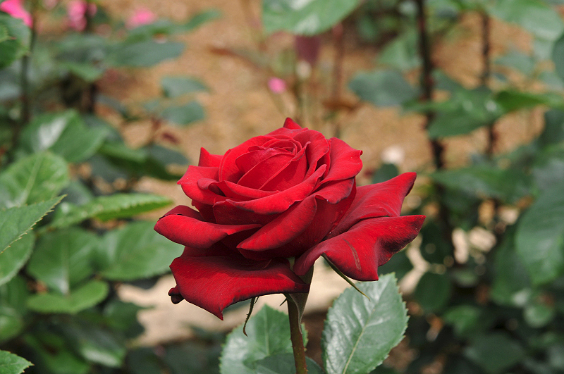 image0337