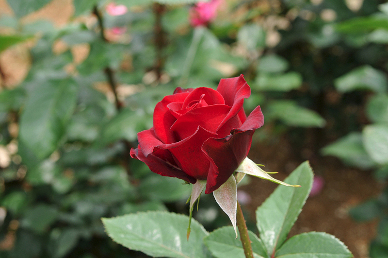 image0338