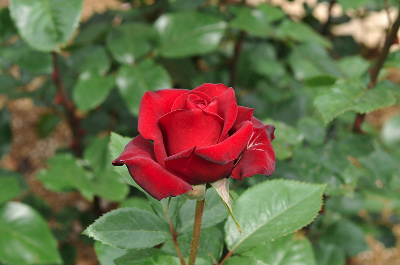 image0339