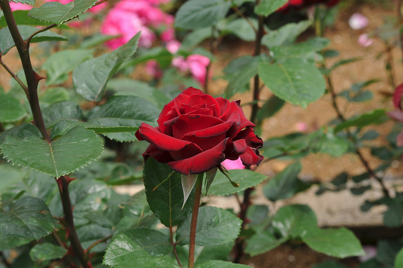 image0341