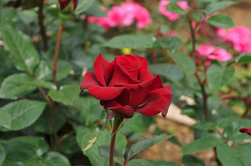 image0342
