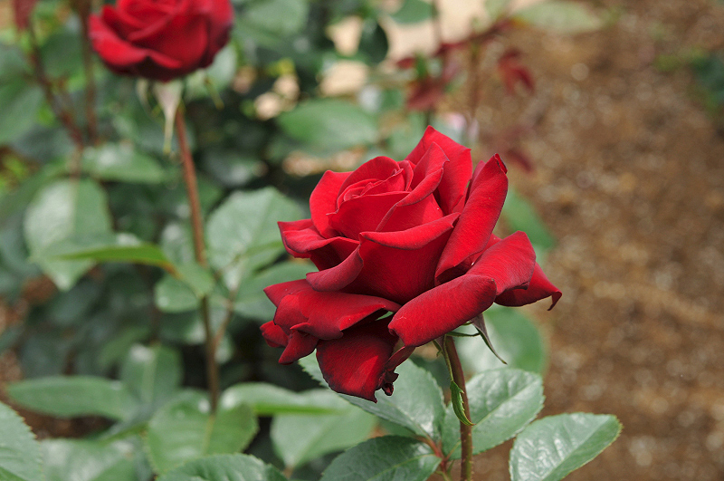 image0344