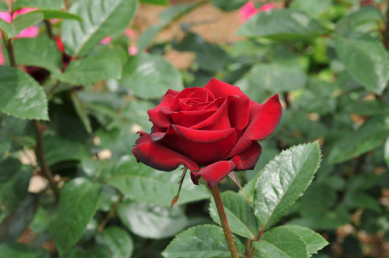 image0345