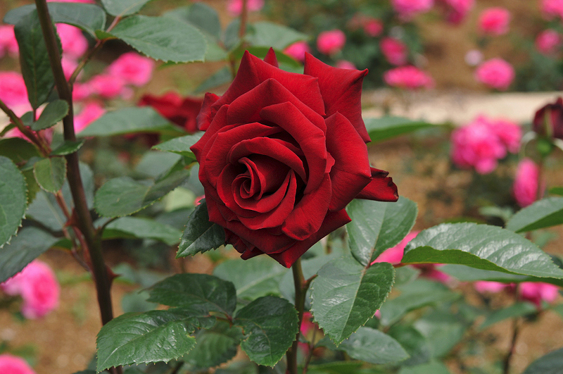 image0346
