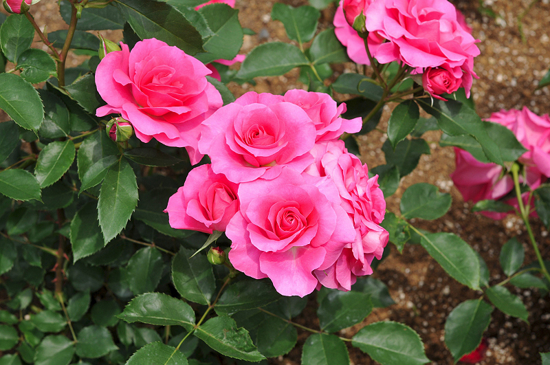 image0347