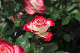 image0129