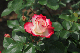 image0131