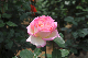 image0132