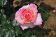 image0133