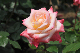 image0135