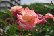 image0137