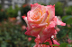 image0138