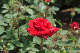 image0140