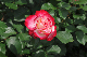image0141