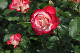 image0143
