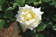 image0147