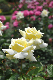 image0150