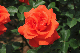 image0156