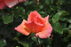 image0162