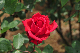 image0166