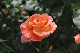 image0169