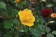 image0172