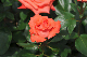 image0175