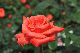 image0176