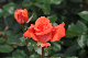 image0177