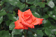image0180