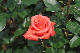 image0181