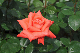 image0182