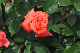 image0183