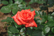 image0185