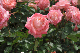 image0192