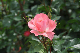 image0194