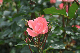 image0195