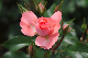 image0196