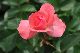image0197