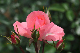 image0198