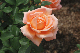 image0199