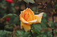 image0205