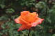 image0206