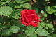 image0207