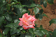 image0208