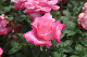 image0209