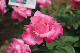 image0210